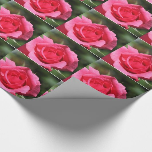 perfecte , mooie zomerfoto van een roze roos cadeaupapier (Hoek)