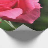 perfecte , mooie zomerfoto van een roze roos cadeaupapier (Hoek)