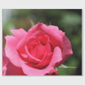 perfecte , mooie zomerfoto van een roze roos cadeaupapier (Vlak)