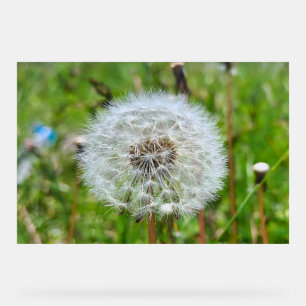 Perfecte Paardenbloem – Botanische Macro Fotografi Acryl Bord