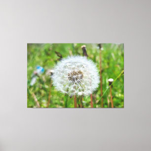 Perfecte Paardenbloem – Botanische Macro Fotografi Canvas Afdruk