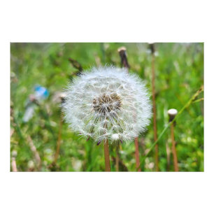 Perfecte Paardenbloem – Botanische Macro Fotografi Foto Afdruk