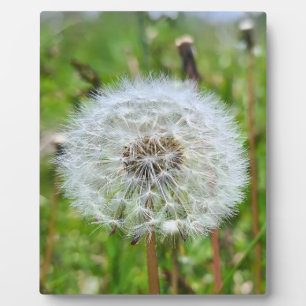 Perfecte Paardenbloem – Botanische Macro Fotografi Fotoplaat