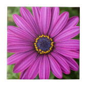 Perfecte Paarse ventilatorkop Tegeltje (Voorkant)