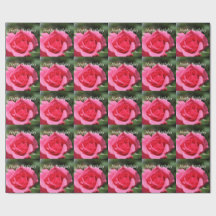 perfecte, prachtige zomerse hete roze roos foto