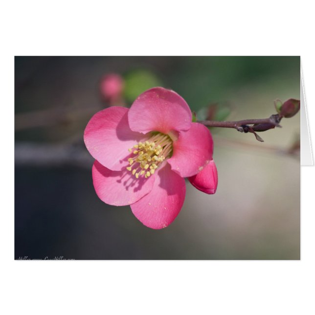 Perfecte Roze Bloeiende Kwee (Voorkant Horizontaal)