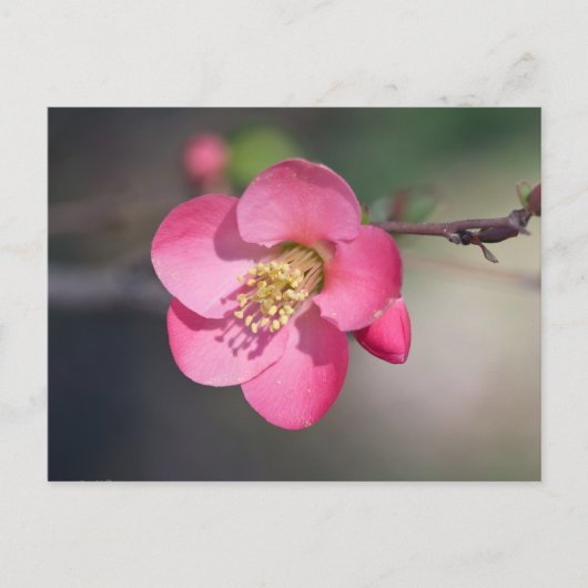 Perfecte Roze Bloeiende Kwee Briefkaart (Voorkant)