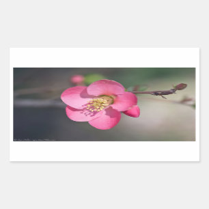 Perfecte Roze Bloeiende Kwee Rechthoekige Sticker