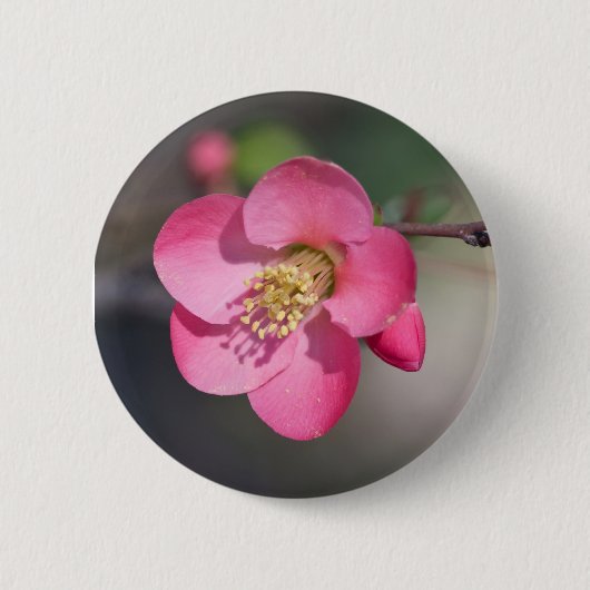 Perfecte Roze Bloeiende Kwee Ronde Button 5,7 Cm (Voorkant)