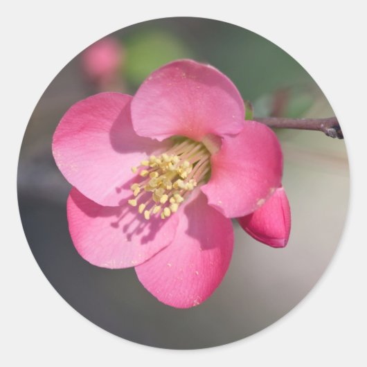 Perfecte Roze Bloeiende Kwee Ronde Sticker (Voorkant)