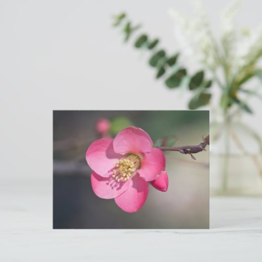 Perfecte roze bloeiende kweepel briefkaart (Staand voorkant)