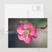 Perfecte roze bloeiende kweepel briefkaart (Voorkant / Achterkant)