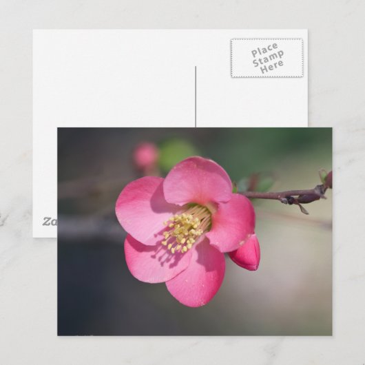 Perfecte roze bloeiende kweepel briefkaart (Voorkant / Achterkant)