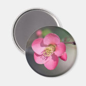 Perfecte roze bloeiende kweepel magneet (Voorkant / Achterkant)
