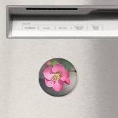 Perfecte roze bloeiende kweepel magneet (Insitu (Vaatwasser))