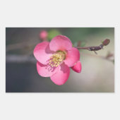 Perfecte roze bloeiende kweepel rechthoekige sticker (Voorkant)