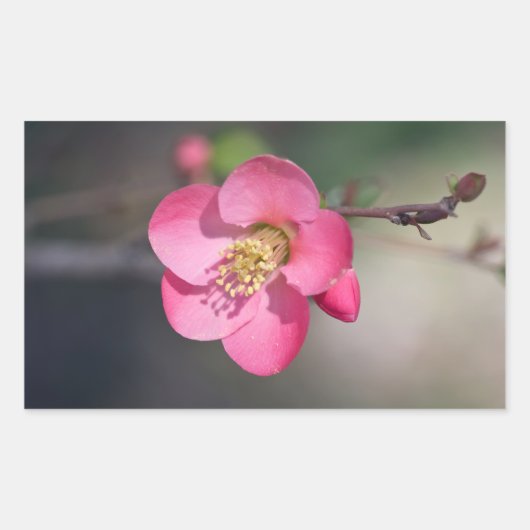 Perfecte roze bloeiende kweepel rechthoekige sticker (Voorkant)