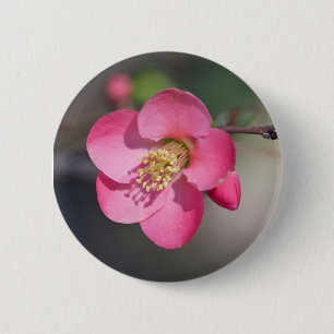 Perfecte roze bloeiende kweepel ronde button 5,7 cm