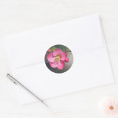 Perfecte roze bloeiende kweepel ronde sticker (Envelop)