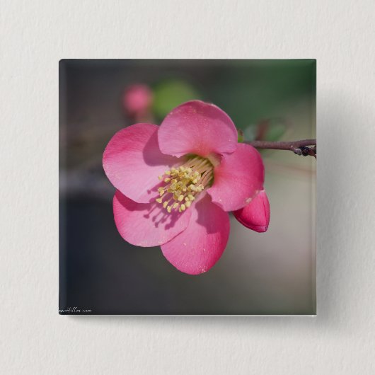 Perfecte roze bloeiende kweepel vierkante button 5,1 cm (Voorkant)