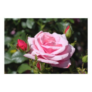 perfecte roze roos bloem en knop foto kunstwerk. afdruk