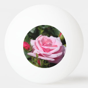 perfecte roze roos bloem en knoppen. liefde, vrien pingpongbal