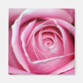 Perfecte roze Rose Magneet (Voorkant)