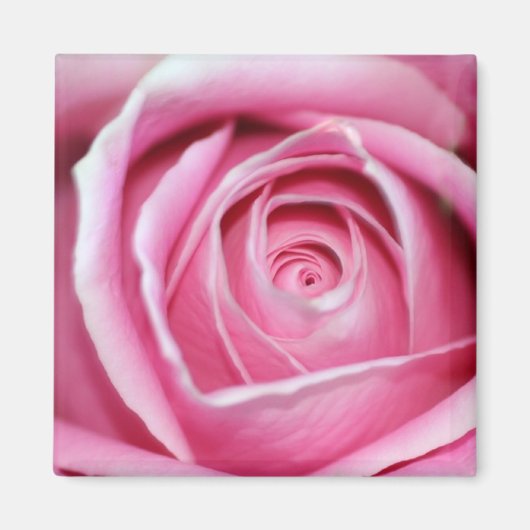 Perfecte roze Rose Magneet (Voorkant)
