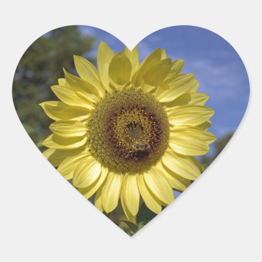 Perfecte zomerzonnebloem in de blauwe lucht. hart sticker (Voorkant)