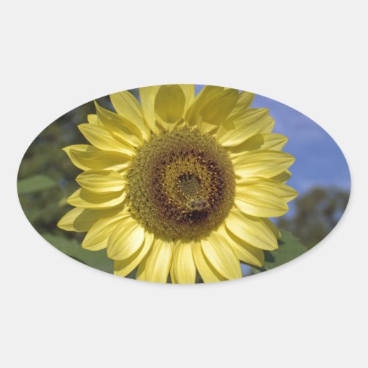 Perfecte zomerzonnebloem in de blauwe lucht. ovale sticker (Voorkant)