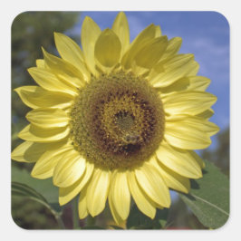 Perfecte zomerzonnebloem in de blauwe lucht. vierkante sticker