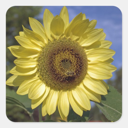 Perfecte zomerzonnebloem in de blauwe lucht. vierkante sticker (Voorkant)