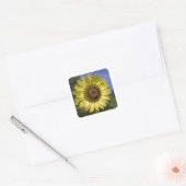 Perfecte zomerzonnebloem in de blauwe lucht. vierkante sticker (Envelop)