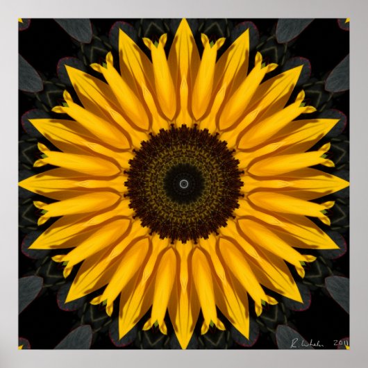 Perfecte zonnebloem poster (Voorkant)
