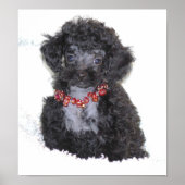 Perfecte zwarte Speelgoed Poodle Puppy Poster (Voorkant)