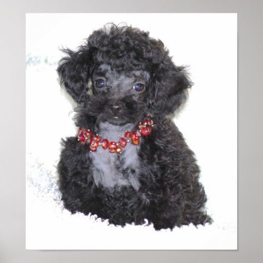Perfecte zwarte Speelgoed Poodle Puppy Poster (Voorkant)