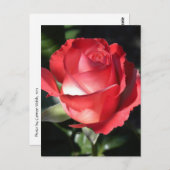 Perfectie voor roos briefkaart (Voorkant / Achterkant)