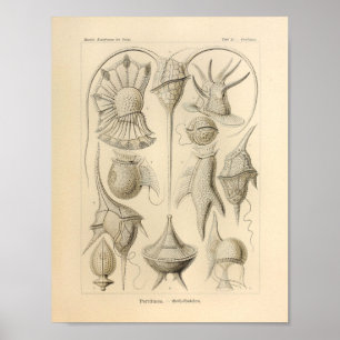  Peridinea Color Ernst Haeckel Print