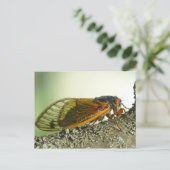 Periodicaal Cicada Briefkaart. Briefkaart (Staand voorkant)