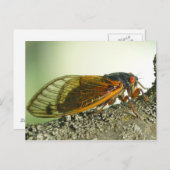 Periodicaal Cicada Briefkaart. Briefkaart (Voorkant / Achterkant)