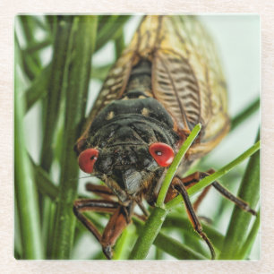 Periodicaal Cicada Large Insect Natuur Afbeelding Glazen Onderzetter