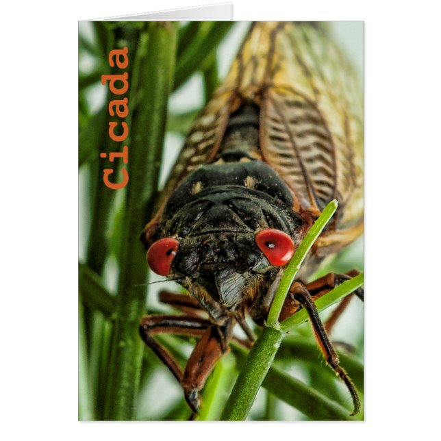 Periodicale Cicada Large Insect Macro Foto (Voorkant)