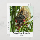 Periodicale Cicada Large Insect Macro Foto Briefkaart (Voorkant / Achterkant)