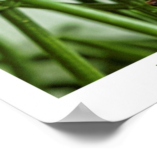 Periodicale Cicada Large Insect Macro Foto Poster (Hoek)