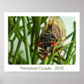 Periodicale Cicada Large Insect Macro Foto Poster (Voorkant)