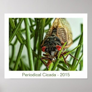Periodicale Cicada Large Insect Macro Foto Poster
