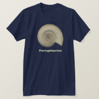 Perisphinctes Ammonite
