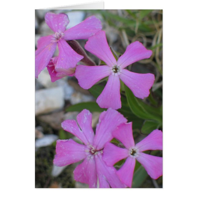 Periwinkle (Voorkant)