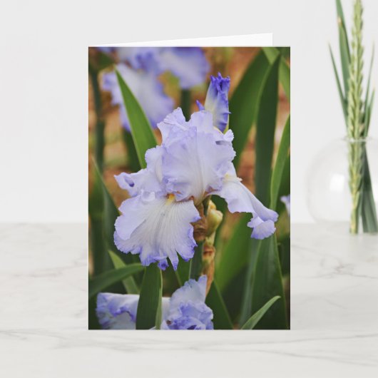 Periwinkle Blue Iris Flower Note Kaart (Voorkant)