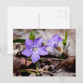 Periwinkle Flowers Briefkaart (Voorkant / Achterkant)
